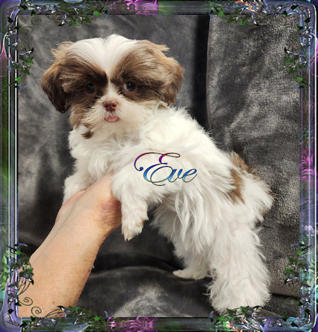 Tiny little female chinese imperial shih tzu puppies for sale teacup